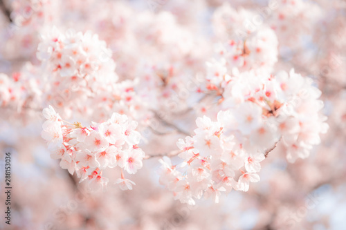 桜 〜Sakura〜　サクラ　日本　