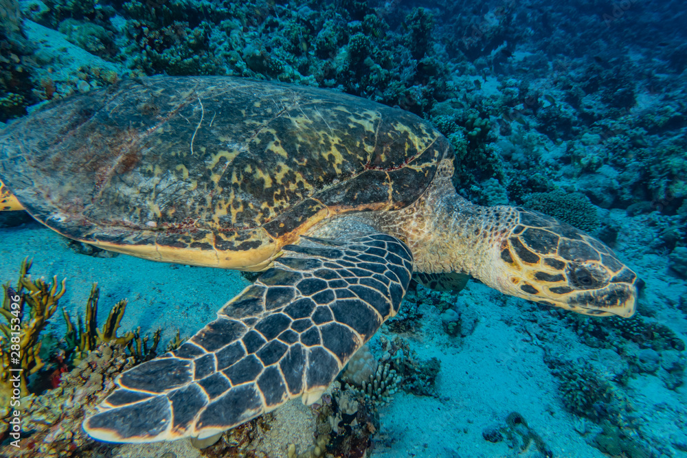 Fototapeta premium Hawksbill sea turtle in the Red Sea, dahab, blue lagoon sinai