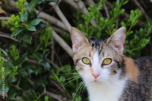 cat on grass