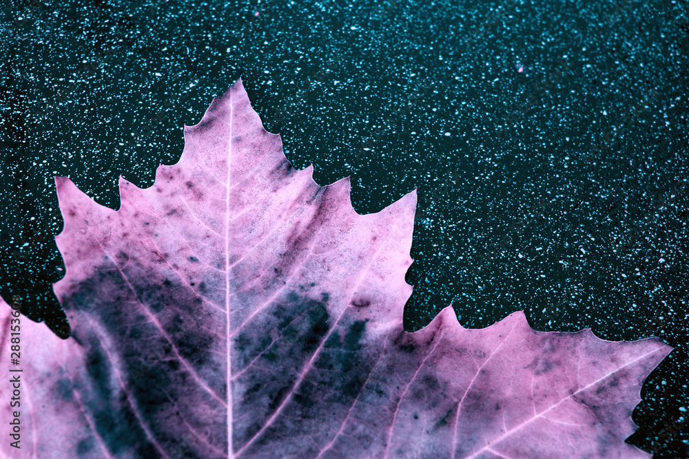 Close up on maple autumn leaf isolated on blue background. Close up on maple autumn leaf isolated on blue background.