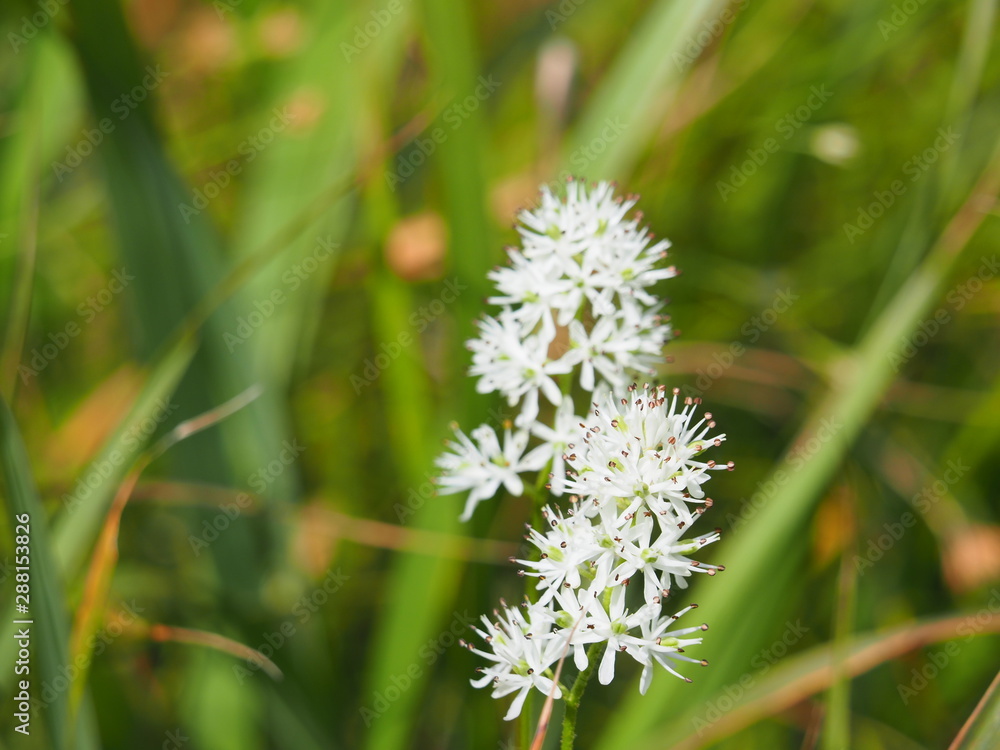 False Helleborine False Helleborine