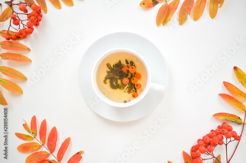 autumn cup tea and autumn tree 