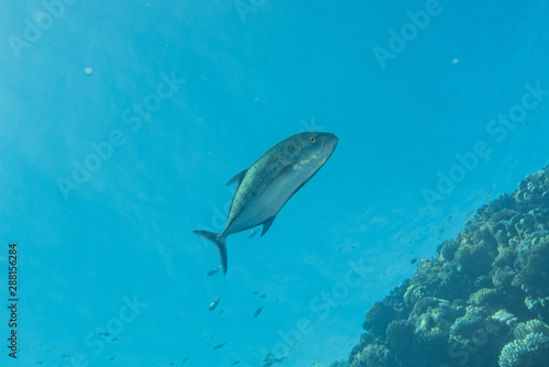 Fish swim in the Red Sea, colorful fish, Eilat Israel