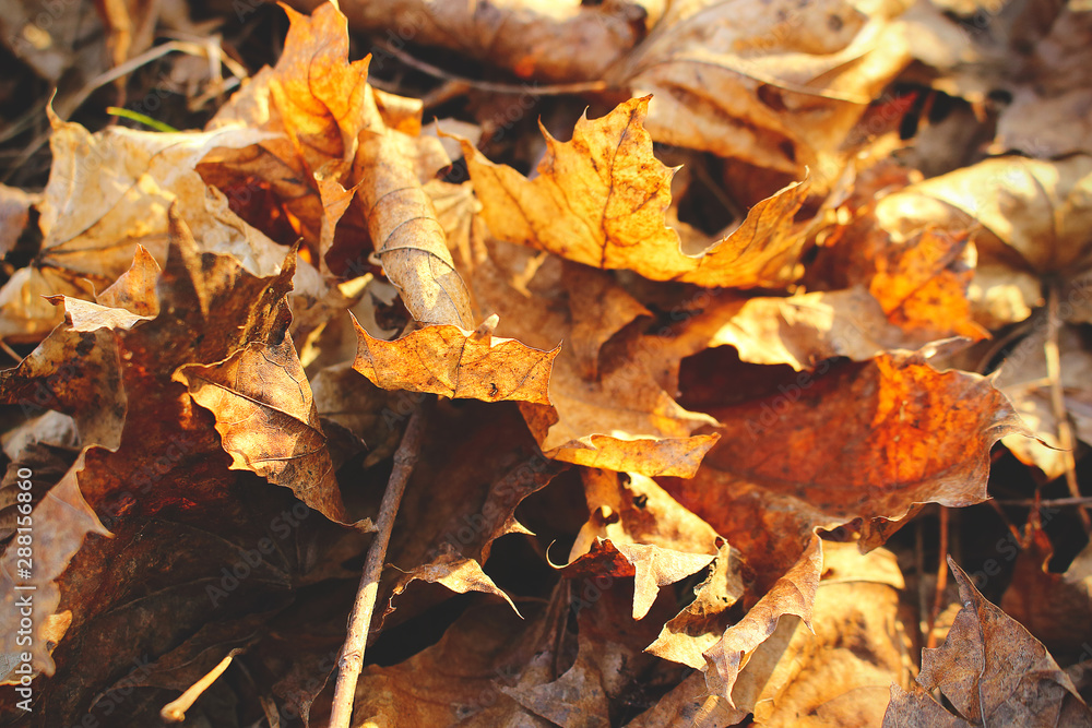 Beautiful autumn fallen yellow leaves on the ground Beautiful autumn fallen yellow leaves on the ground