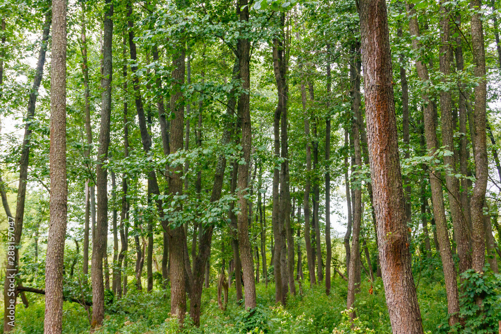 View of a green forest at summer View of a green forest at summer