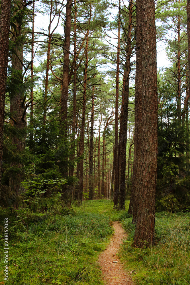 Winding wobbly path deep in the woods with blue sky Winding wobbly path deep in the woods with blue sky