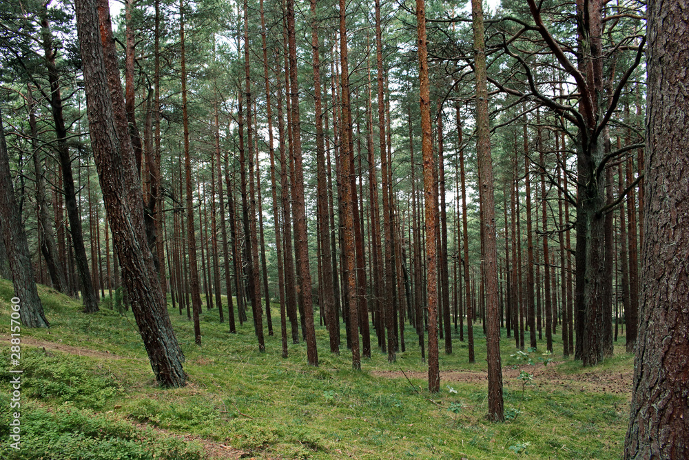 Fototapeta premium Mysterious forest view with shifted pine tree trunks