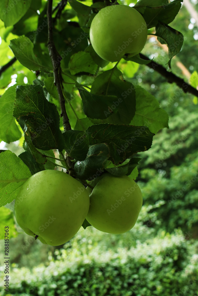Several green apples on a tree branch