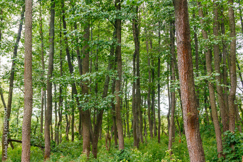 View of a green forest at summer