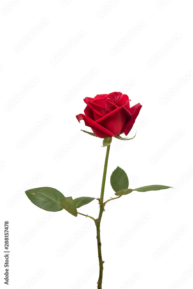 red rose flower