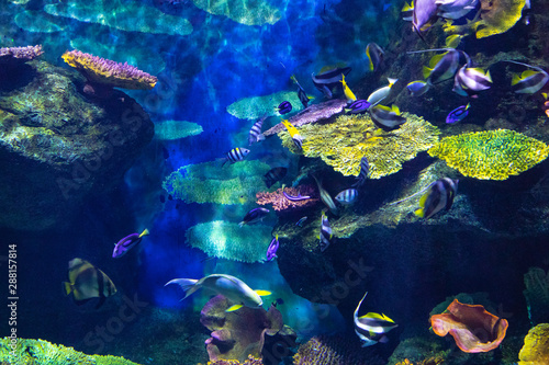 Fototapeta Naklejka Na Ścianę i Meble -  beautiful fish under water