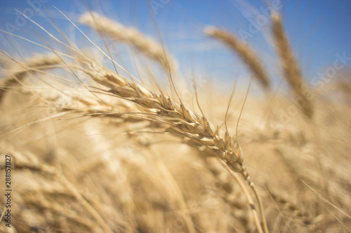 Yellow wheat field in Ukraine, city Kherson. Spikelets of wheat in the sunlight.