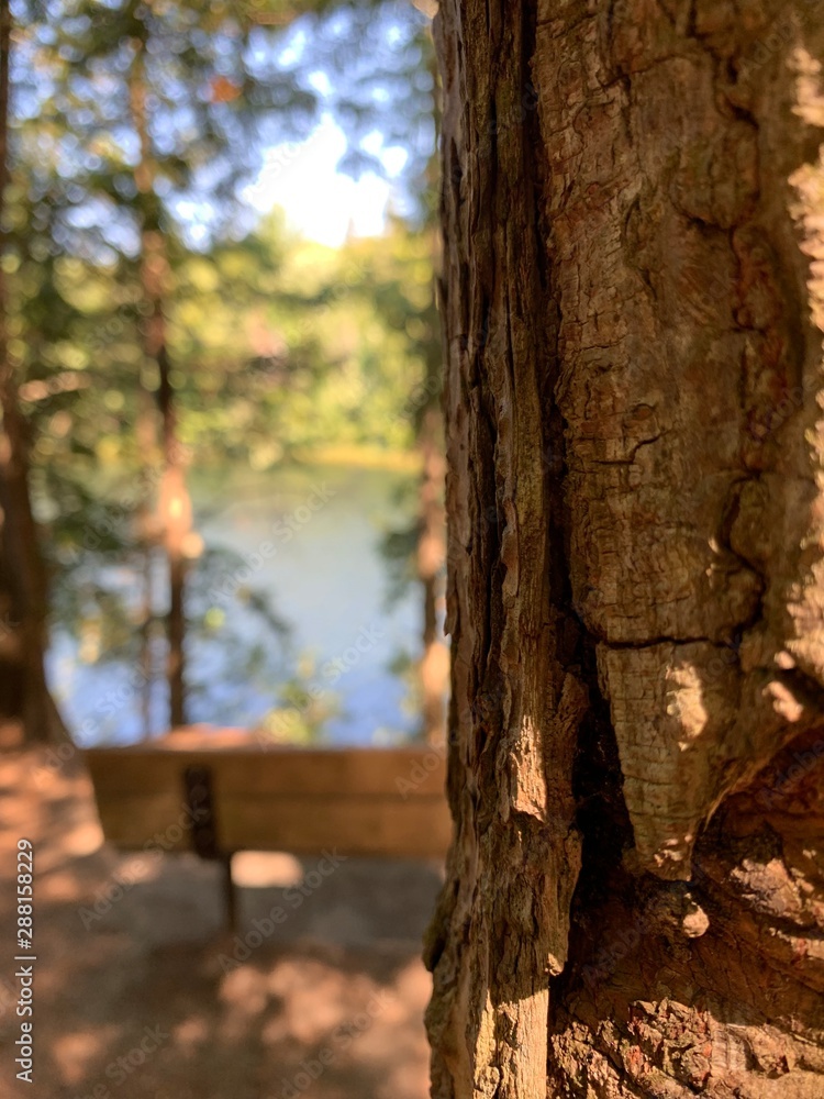 Fototapeta premium tree in the park