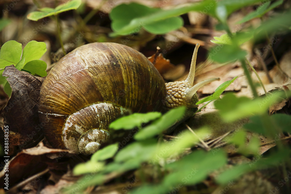 Brown snail in brown dry fallen leaves and green grass Brown snail in brown dry fallen leaves and green grass