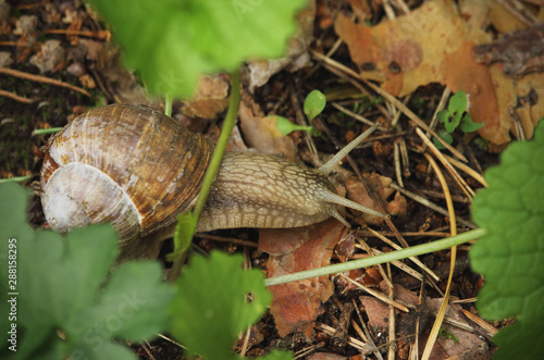 Brown snail in brown dry fallen leaves and green grass