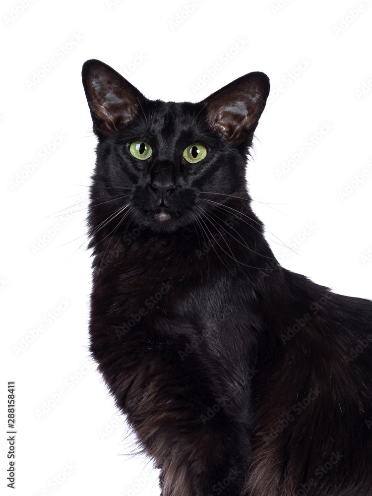 Portret of black Balinese cat on white