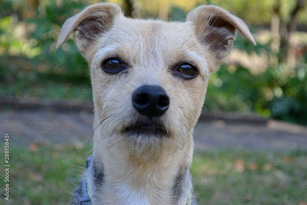 Portrait d'un petit chien terrier Portrait d'un petit chien terrier