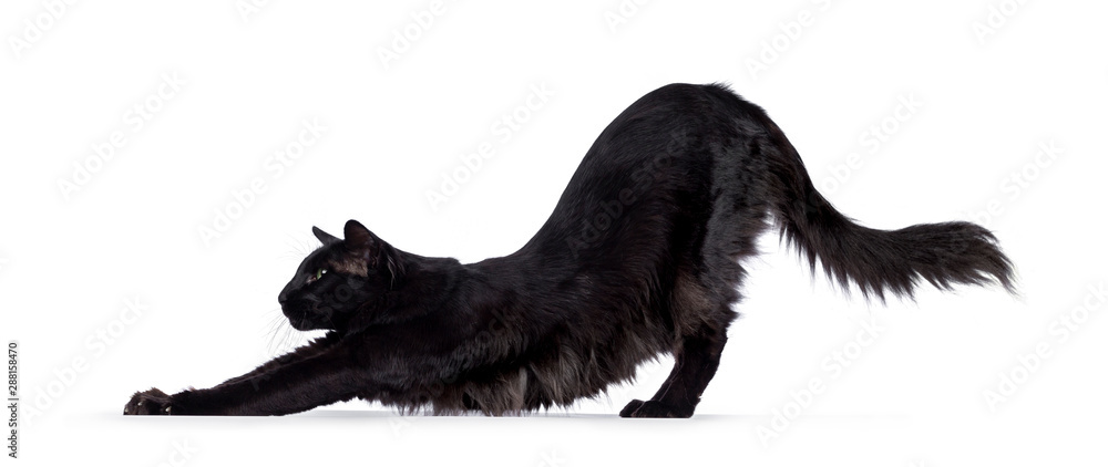 Pretty young adult solid black Balinese / Oriental Longhair cat, standing / stretching side ways. Looking ahead with mesmerizing green eyes. - obrazy, fototapety, plakaty 