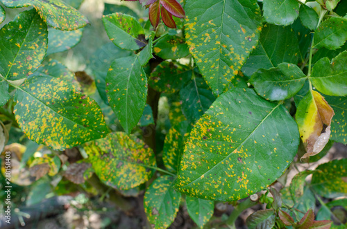 Rust fungus, caused by Phragmidium fungus affectes rose leaves. Close up. photo