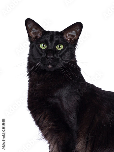 Fototapeta Naklejka Na Ścianę i Meble -  Portret of black Balinese cat on white