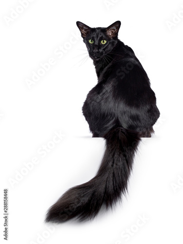 Quadro em tela Pretty young adult solid black Balinese / Oriental Longhair cat, sitting backwards