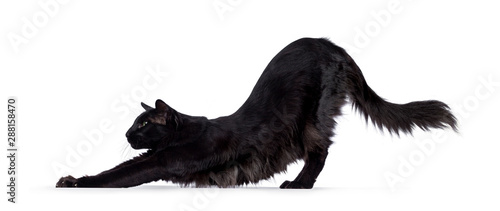 Принти на полотні Pretty young adult solid black Balinese / Oriental Longhair cat, standing / stretching side ways