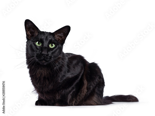 фотографія Pretty young adult solid black Balinese / Oriental Longhair cat, laying down side ways