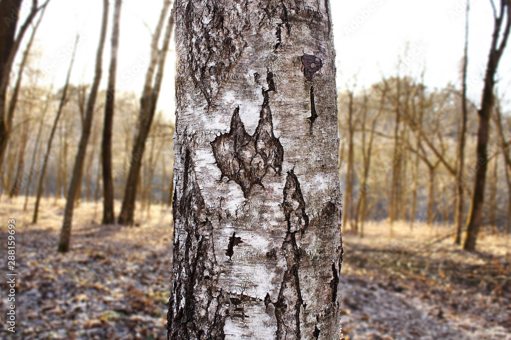Fototapeta premium Birch trunk in woods in sunset light with little devilish looking spot in the middle