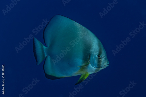 Fish swim in the Red Sea, colorful fish, Eilat Israel © yeshaya