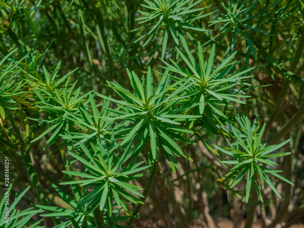 Euphorbia lamarckii with sunlight,  canary endemic bush, Tenerife, Canary islands, Spain