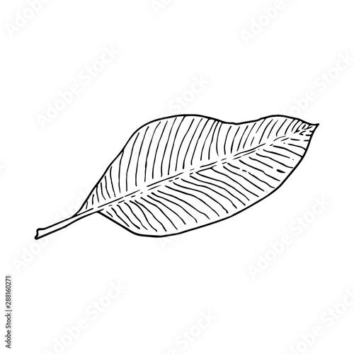Banana tree leaf. Line art doodle sketch. Black outline on white background. Picture can be used in greeting cards, posters, flyers, banners, logo, botanical design etc. Vector illustration. EPS10
