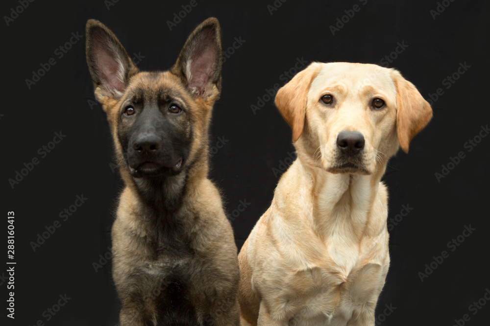 Labrodor samen met duitse herder pup Labrodor samen met duitse herder pup