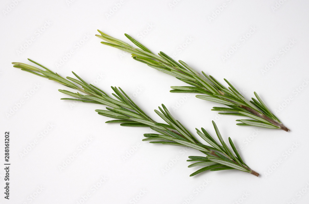 Fresh raw branches of rosemary on white background. Fresh raw branches of rosemary on white background.