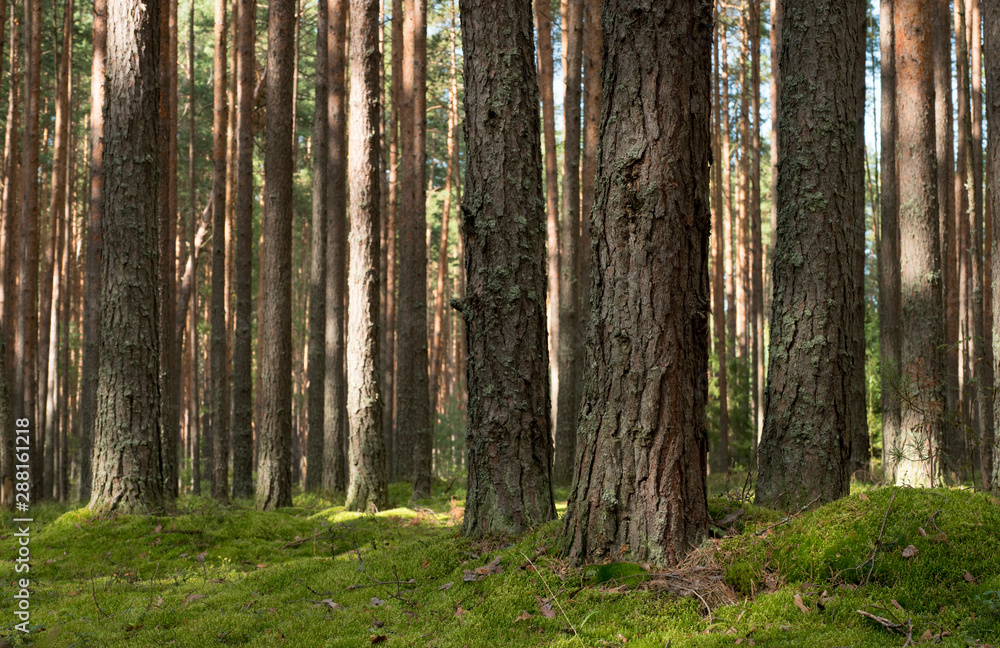 Pine forest in the sunny summer day. Pine forest in the sunny summer day.