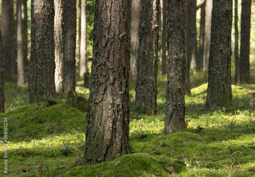 Naklejka premium Pine forest in the sunny summer day.