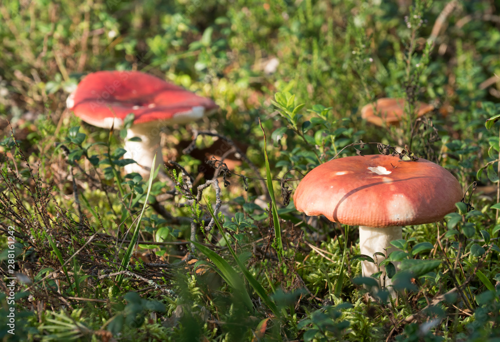 Mushrooms growing in the autumn forest on a sunny day. Mushrooms growing in the autumn forest on a sunny day.