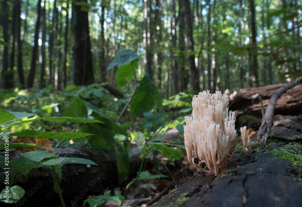 Rare mushrooms growing on a mossy tree. Rare mushrooms growing on a mossy tree.