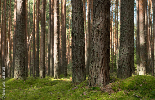 Pine forest in the sunny summer day.