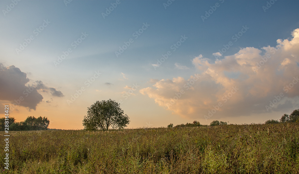 lonely tree in the sunset