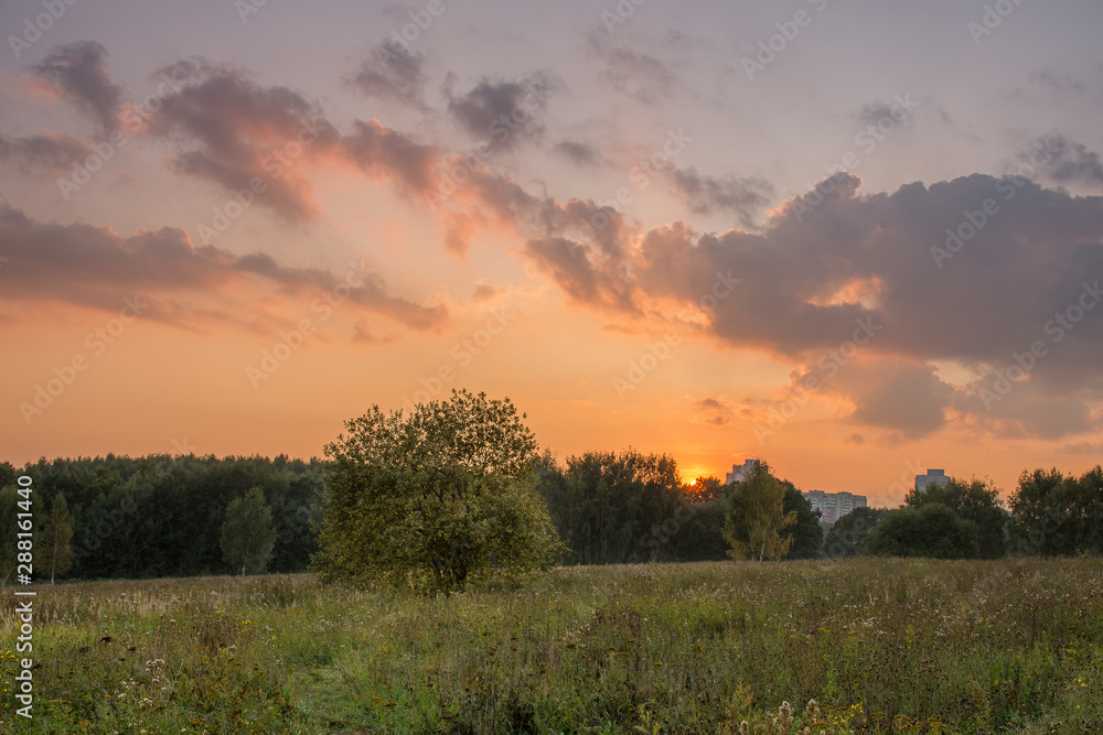 sunset over the field