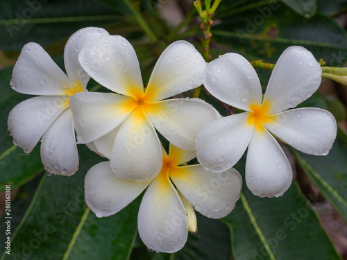 plumeria flowers on a tree. photo