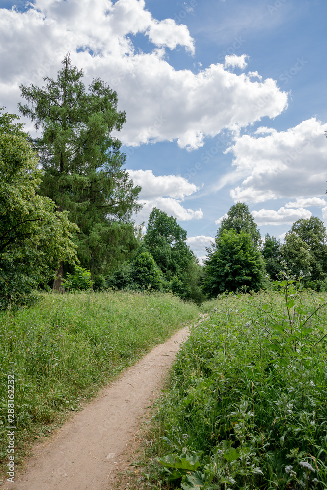 road in forest