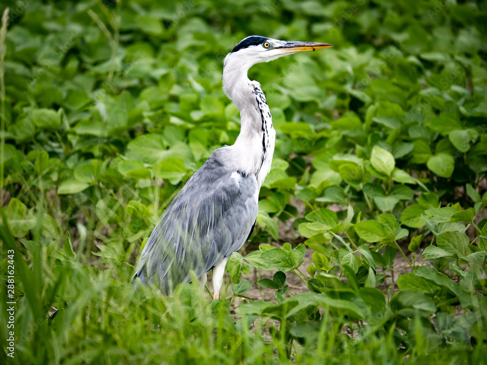 gray heron in a field in Saga Prefecture 2