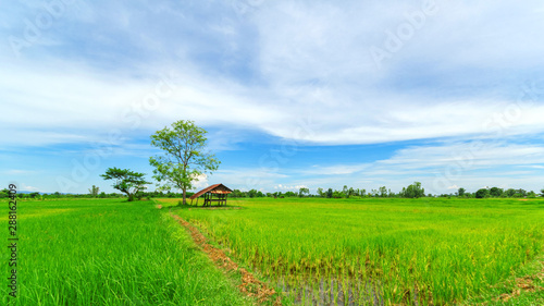 hut in green rice field