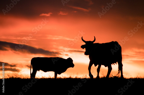 Contra luz de toros al atardecer © JP STUDIO