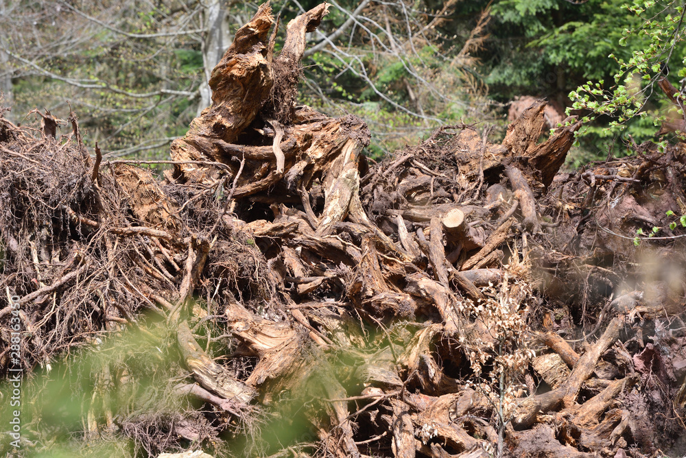Fototapeta premium A large pile of crooked tree roots against a forest in Schwarzwald, Germany