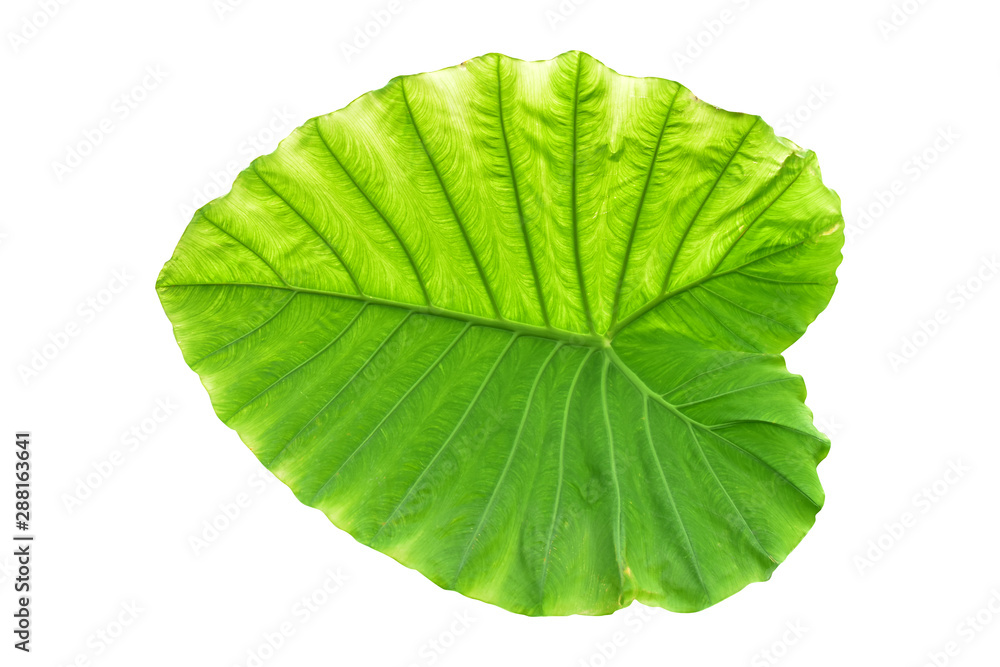 Obraz premium Large heart shaped green leaves of Elephant ear or taro (Colocasia species) the tropical foliage plant isolated on white background, clipping path included