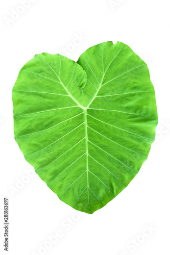 Large heart shaped green leaves of Elephant ear or taro  Colocasia species  the tropical foliage plant isolated on white background  clipping path included