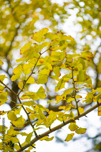 Ginkgo leaves on tree in autumm season