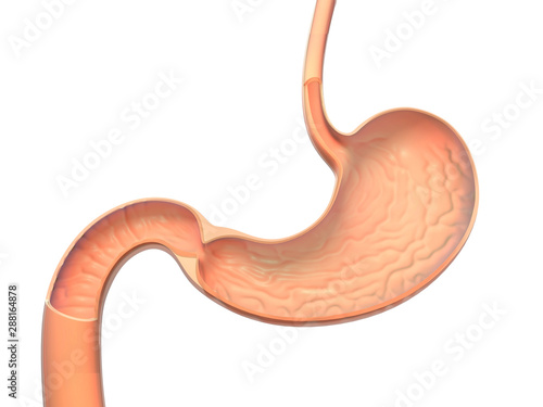 Anatomical 3D illustration of the interior of a stomach, the gastric mucosa is seen. photo